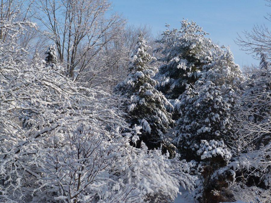 Photo courtesy, creative commons of a winter in CT. February 4, 2020.
