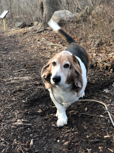A Great Place For Dogs: Pictured is a smiley dog enjoying his walk on the Eisenhower Trail. 
Photo Courtesy: Haley Flynn, February 27,2020.