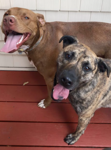 Two Adopted Dogs: (Front) Chamberlain’s dog rescued from a junkyard in Miami, Florida. Neighborhood dogs playing and enjoying life. Photo Courtesy: Jessica Chamberlain