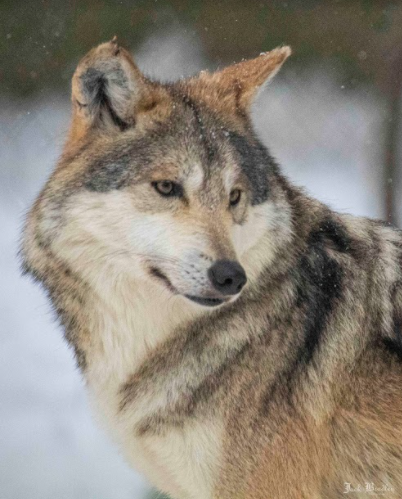 New to the Zoo: Photo of a Mexican gray wolf, the newest addition to the Beardsley Zoo.  Photo courtesy of the Beardsley Zoo.