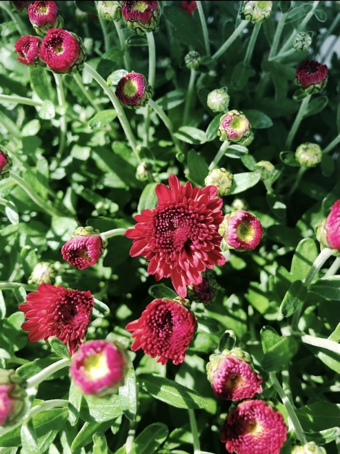 Plants can help: Beautiful mums in a planting pot.  Photo Courtesy: Kaleigh Porcu, July 16, 2020