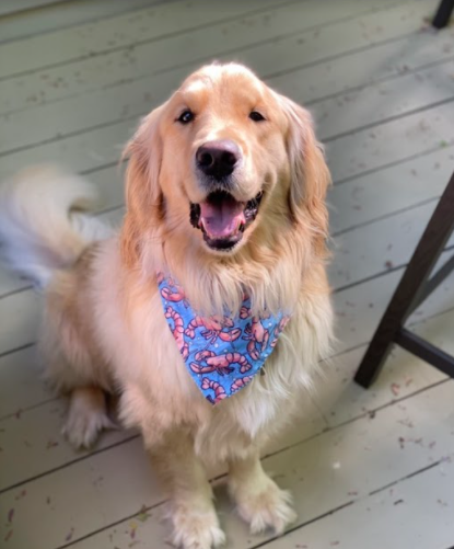 Furry Friend: Mrs. Newall’s golden retriever named Bastian posing for a picture. Photo Courtesy: Mrs. Newall, January 27, 2020