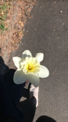 Senior Brittany Soriano holding a flower she’d found while enjoying her spring walk in April 2020.