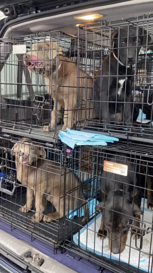 Arrival: Puppies finally arrive at SNARR adoption center after their long ride from Tennessee. Photo Courtesy:Haley Flynn