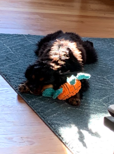 Sleeping Beauty : 1 year old Cavalier King Charles Spaniel Obi taking a rest in the sun with his toy. Photo Courtesy Sam Cogan. March 10th 2021