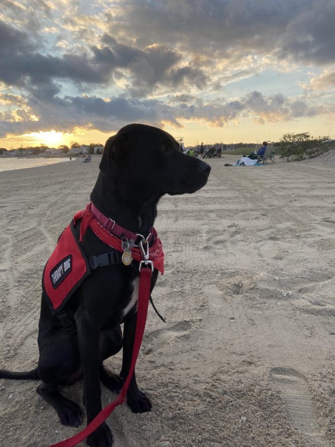 The Ruane’s service dog Louis at Hammonasset Beach in Madison CT. Photo Courtesy of Haley Ruane