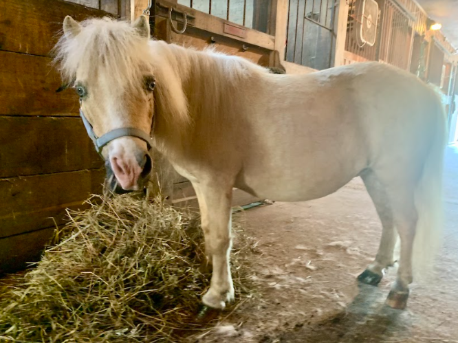 Vanna the Miniature Horse: a free rent resident at Locket’s Meadow Farm. 