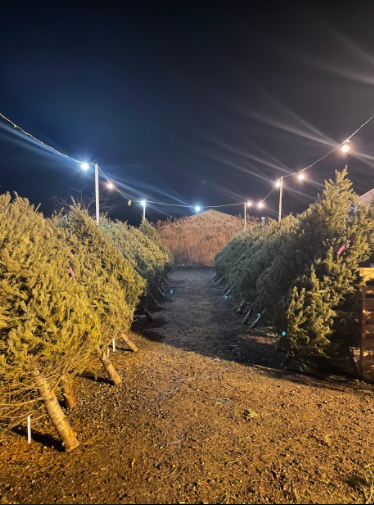 Christmas trees at the Sundae House location.