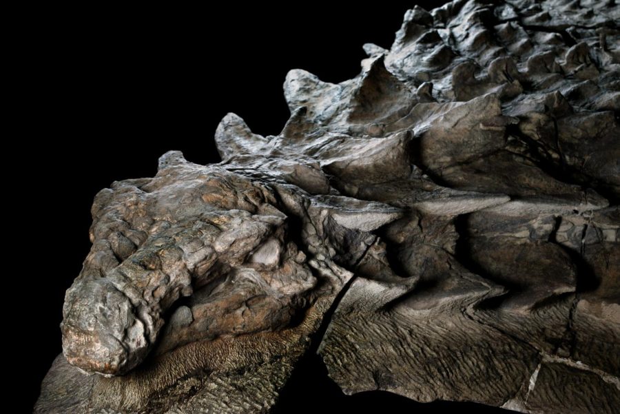 Dinosaur Fossil Discovery: 110-million-year-old mummified nodosaurus found in Alberta Canada: Photo courtesy: National Geographic, December 2018. 