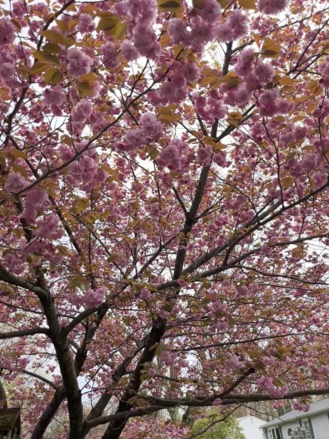 May, A Time For Support: Flowering cherry tree blooming in the springtime, May 4, 2022. 