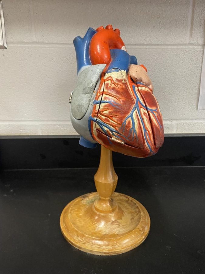 Healthy Heart: Model of the aorta found in classrooms, January 23, 2023.