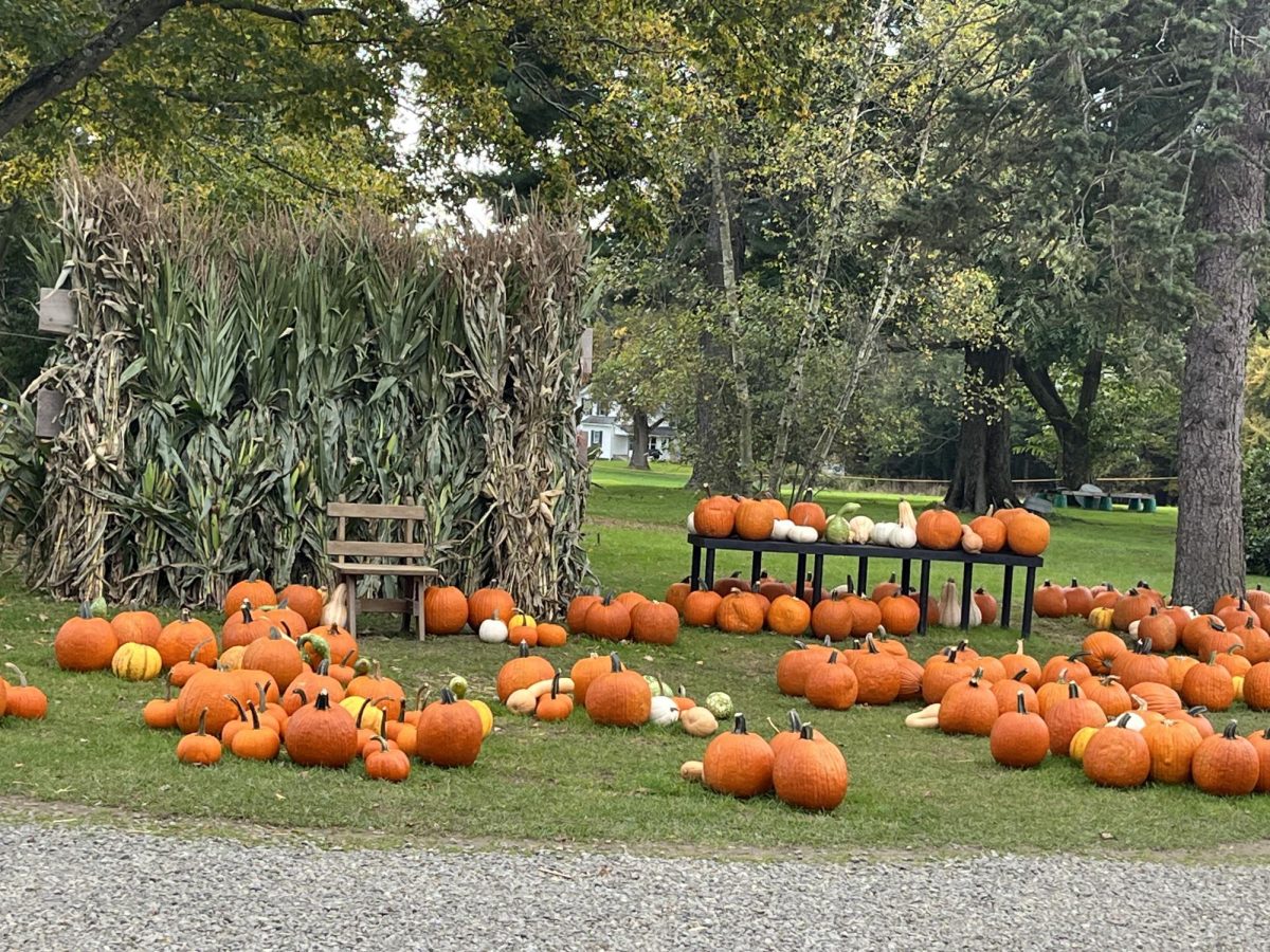  Pumpkin Picking: Pumpkins to pick at Treat Farm in Orange, October 16, 2023.