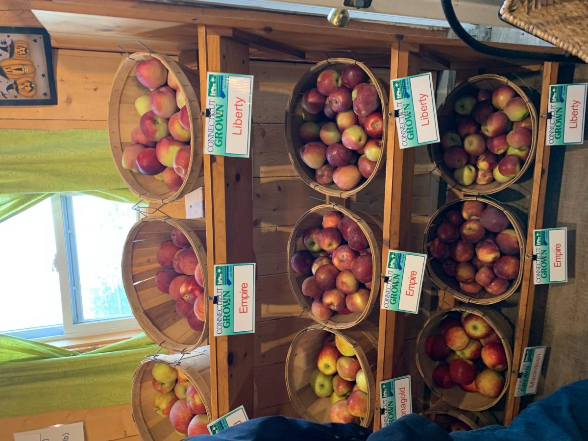Take Your Pick: Many different kinds of apples on display at the orchards for people to pick out, October 8, 2023. 