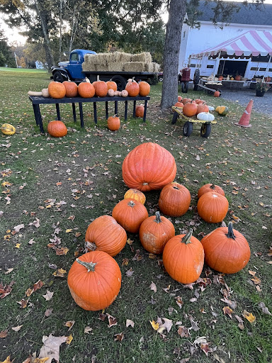 Pumpkin patch at Treat Farm Orange, October 20, 2023.
