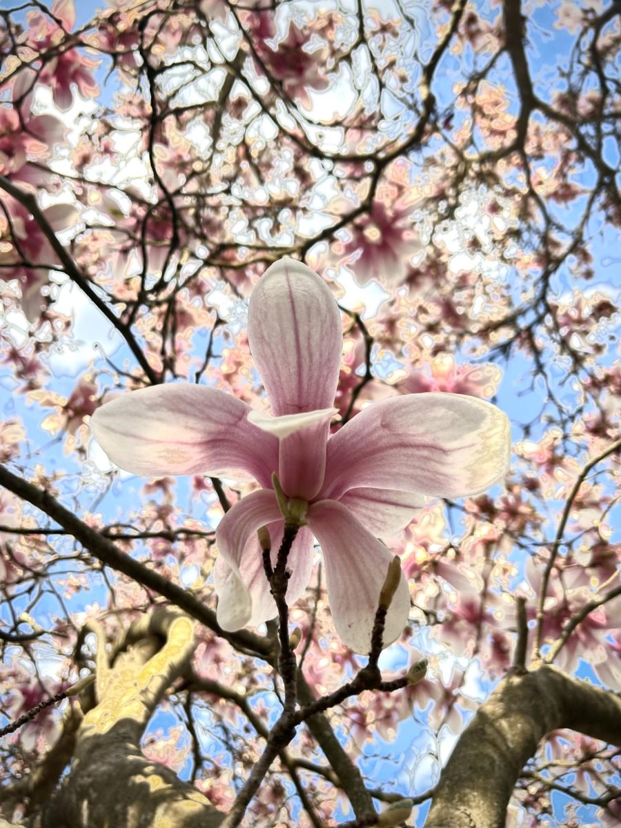 Blossom: An upward angle of a cherry blossom leaf in an area surrounding the trust parcel is shown. The sun adds saturation to the branches and the flower.
