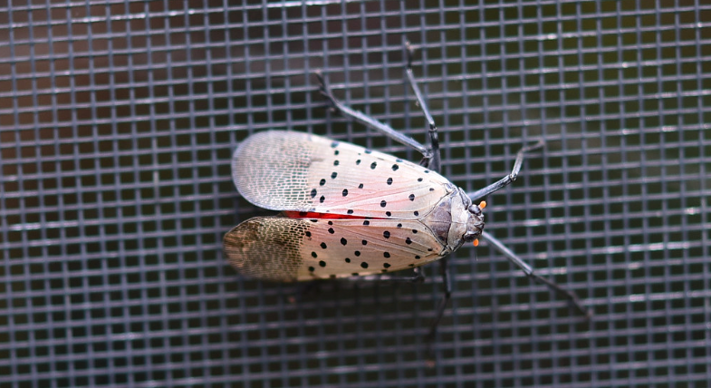 Invasive Lanternfly: The Lanternfly sits on screen. Photo courtesy: Creative Commons