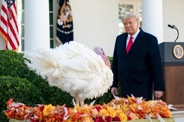 The 2020 National Thanksgiving Turkey: President Trump gives Corn the turkey an official presidential pardon outside the White House. November 13, 2024. Photo by: Creative Commons.