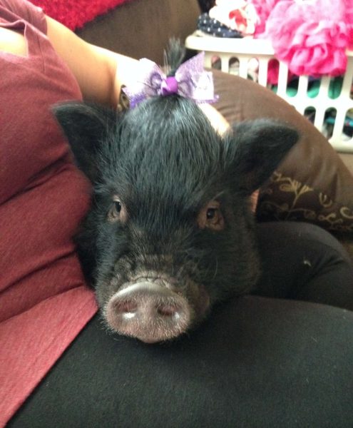 Unique Pets: Sophomore, Averi Ferris’, black pig Penelope. Photo courtesy: Averi Ferris