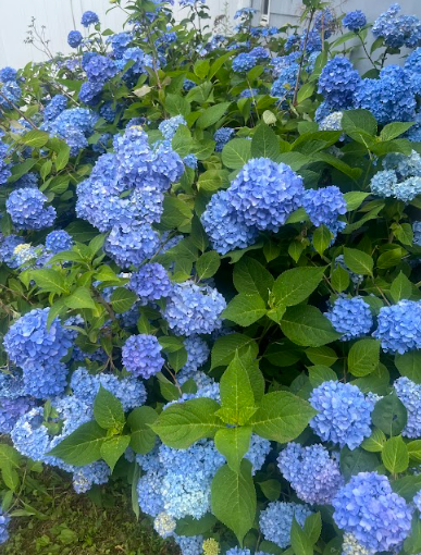  Spring flowers: Taking a look outside six weeks after Groundhog Day to see spring flowers. Photo courtesy: Averi Ferris