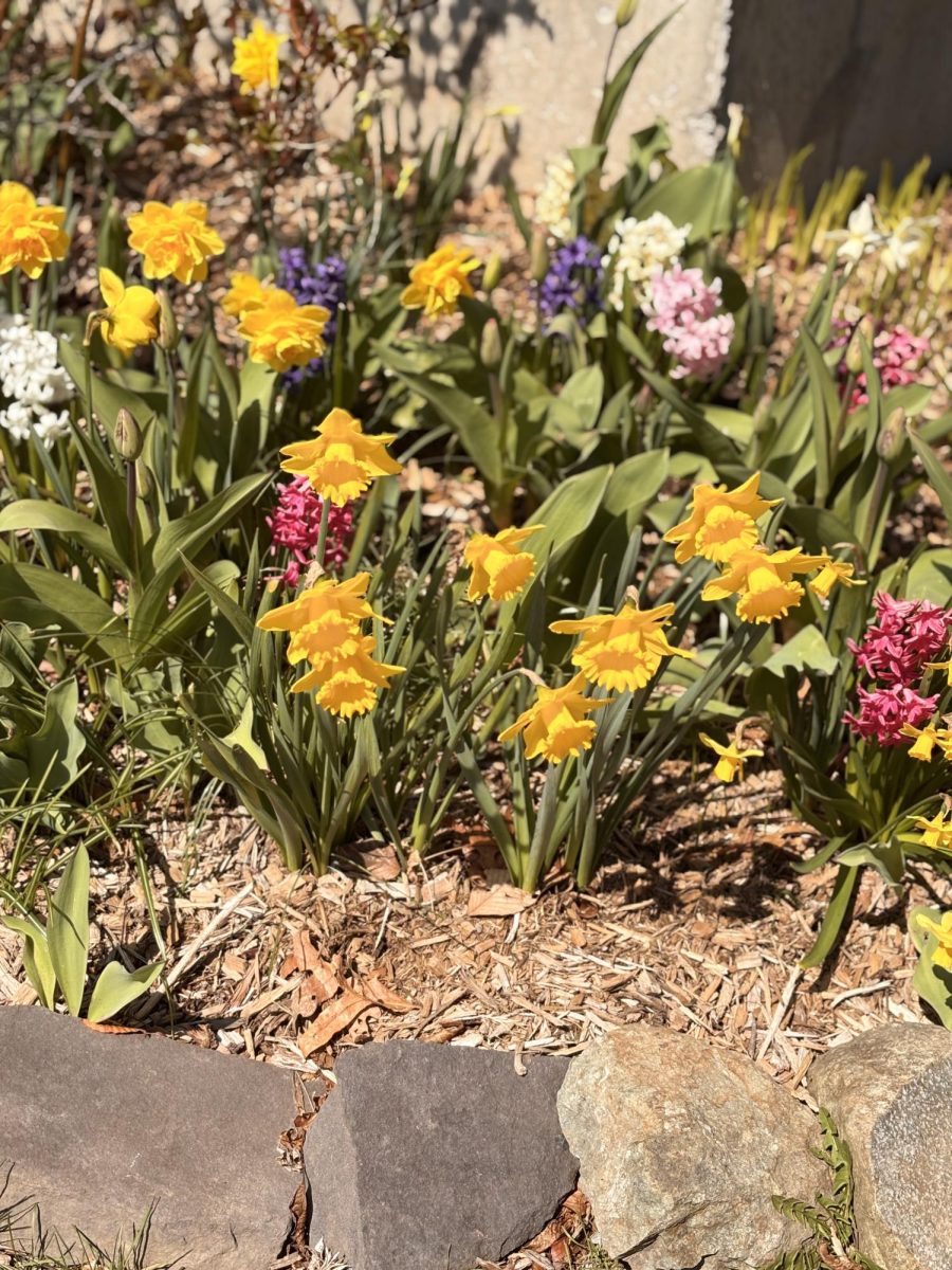 Beauty of Florals: Daffodils and hydrangeas in spring, April 14, 2025. Photo courtesy: Calliope Barry