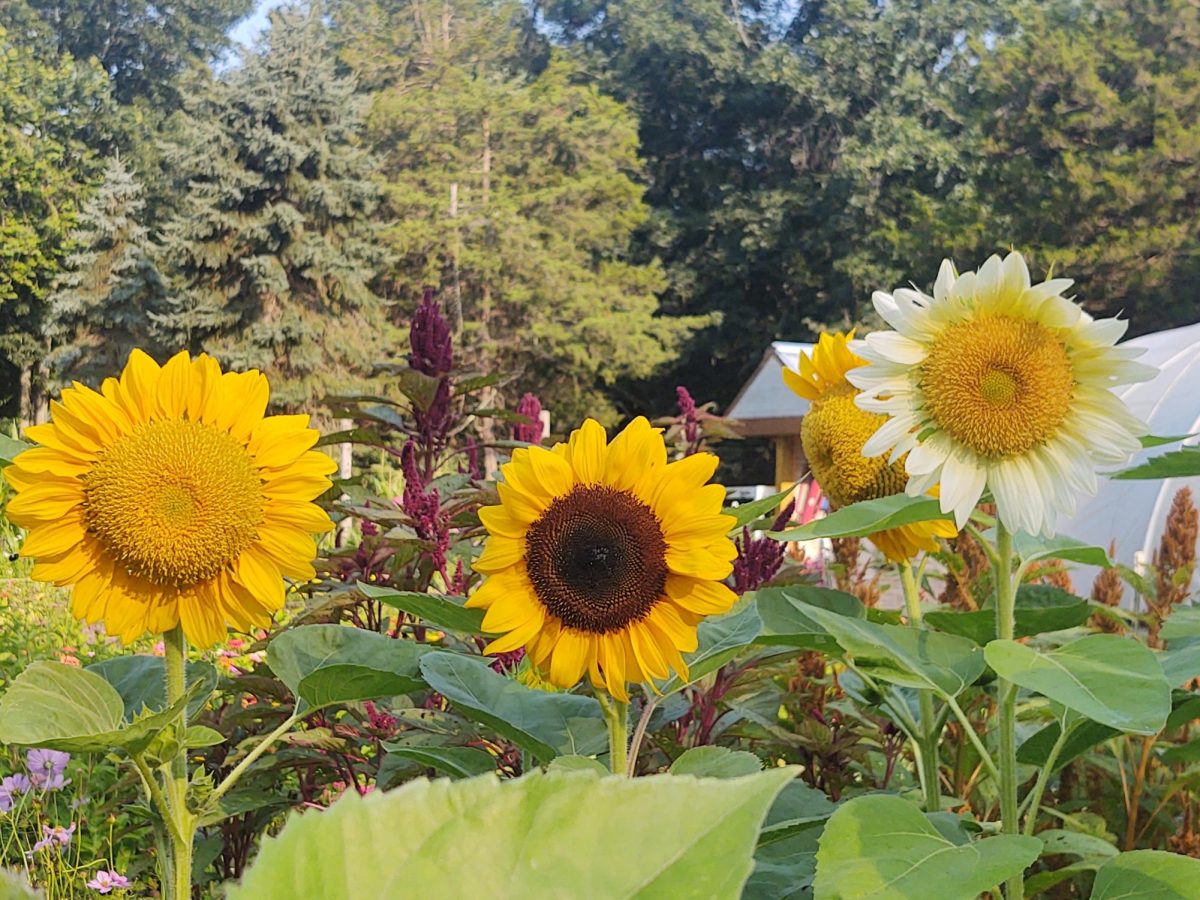 Sunflowers: Sunflowers in Mrs. Worcester's garden. Photo courtesy: Shannon Worcester.