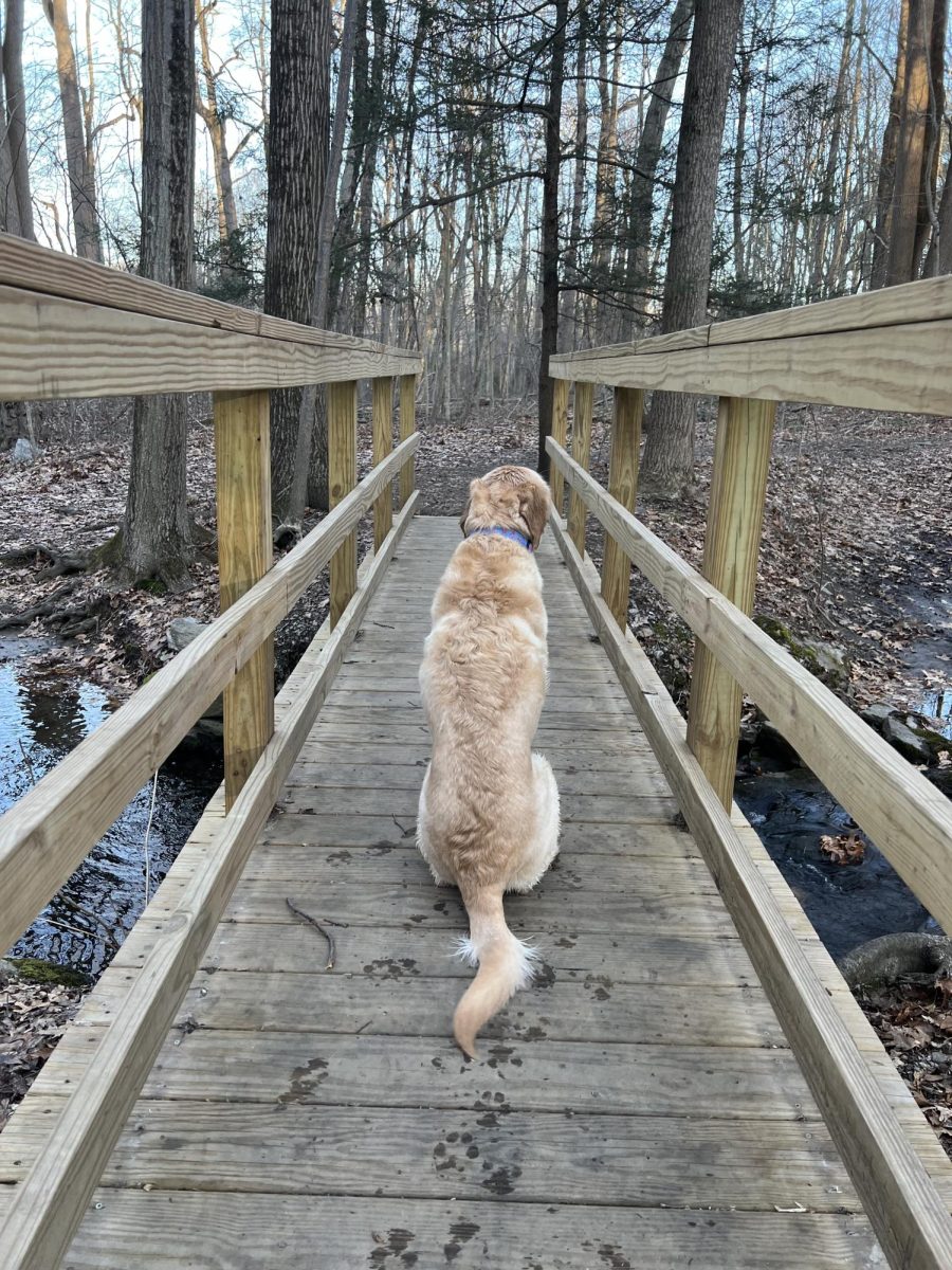 Exploring The Unknown: Megan Laudenslager's dog, Violet, walks along the Solomon Woods trails. Photo courtesy: Megan Laudenslager. March 12, 2024.