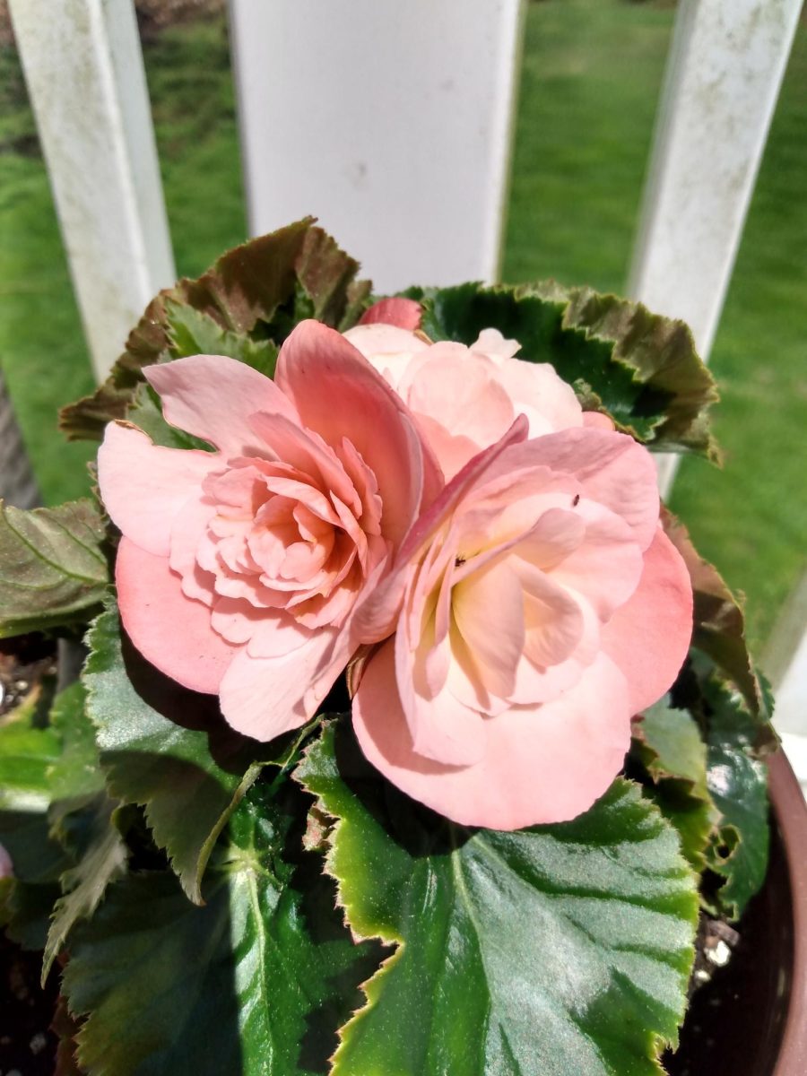 Peace in Every Bloom