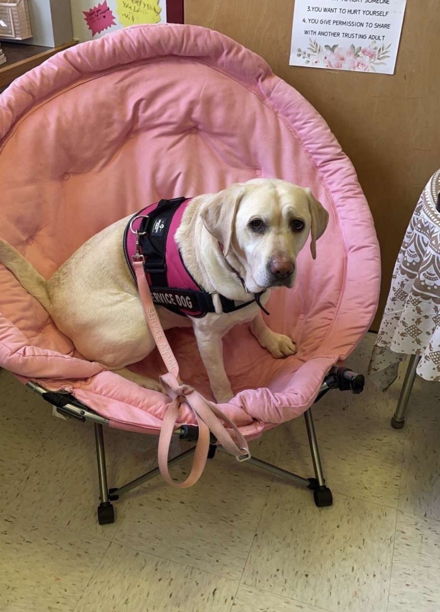 Some Heroes Wear Vests: Psychiatric Service dog, Georgia, hard at work. May 7, 2025. Photo courtesy: Ava Deiccichi.