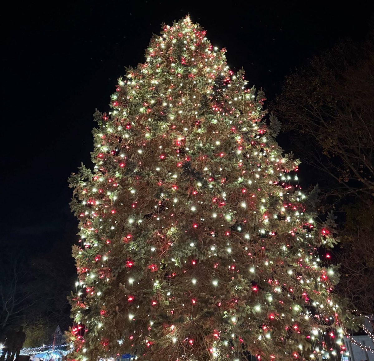 Christmas Tree Shines bright: The big tree on the Milford Green is lit up for the holiday season. November 29, 2024. Photo Courtesy: Joey Kerzner.