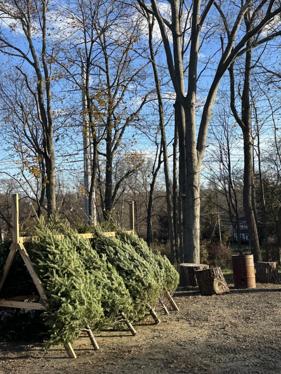 Christmas at the Gingerbread Farm: Christmas trees for sale at the Gingerbread Farm, November 27, 2025. Photo courtesy: Grace Tonelli.
