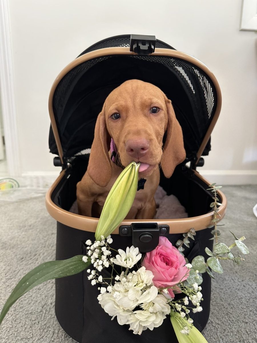 Posing for Homecoming Day: Lillie, eating the flowers used to make bouquets on Homecoming Day, September 27, 2025. Photo courtesy: Alex Capozzi.