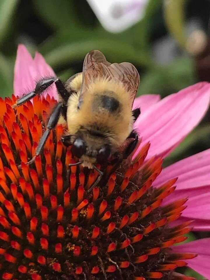 Pollinator in Action: Eastern Bumble Bee gathering pollen from an Echinacea Purpurea Flower, 2024. Photo Courtesy: Wendy Zimbardi
