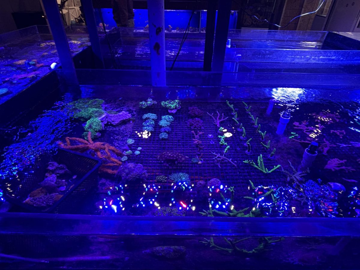 Latest Coral Imports: The latest exotic coral up for purchase, February 2, 2026. Photo courtesy: Eliana Stockwood.