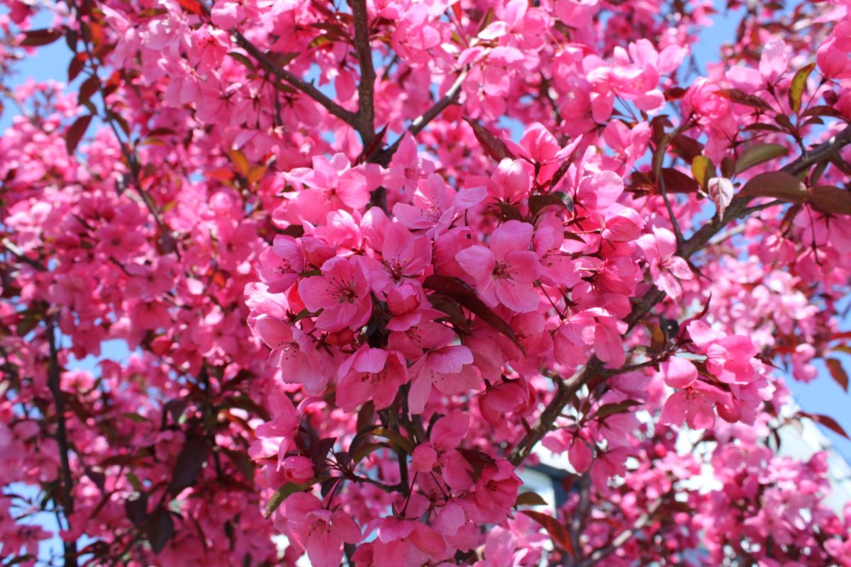 Flowering Crabapple: Milford is decorated with many of these pink flowering trees. May 3, 2026. Photo courtesy: Lisa Mohseni. 
