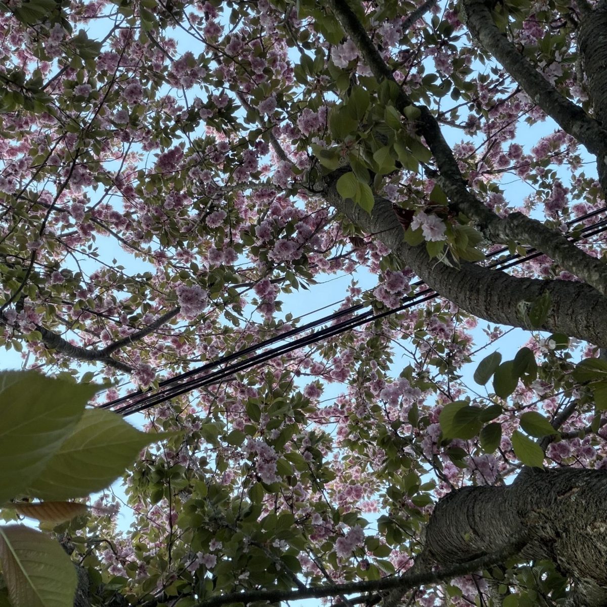 Pink Petals: Underneath the pink petals of the cherry blossom tree, May 5, 2026. Photo Courtesy: Ben Dunnigan