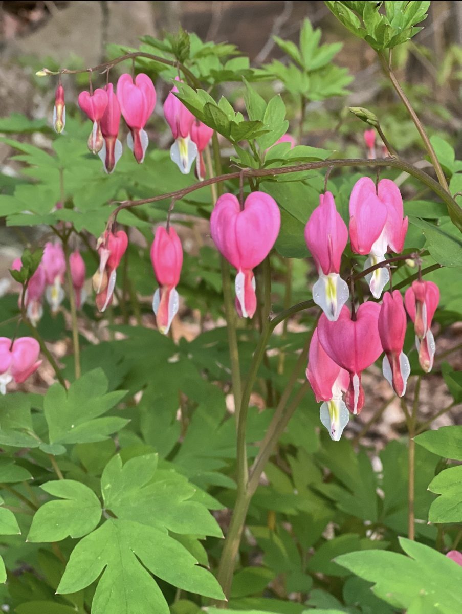 Beauty of the Bleeding Hearts: The heart-shaped blossoms bring a touch of love to nature, May 2, 2026. Photo courtesy: Makayla Crespo.