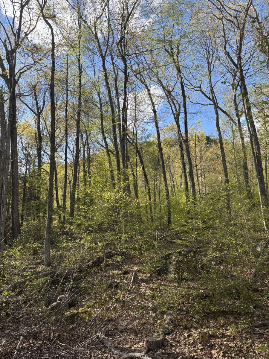 Several Trees: Sleeping Giant is covered with hundreds of beautiful trees, and the leaves are starting to sprout, May 1, 2026. Photo courtesy: Tiffany Wilson.
