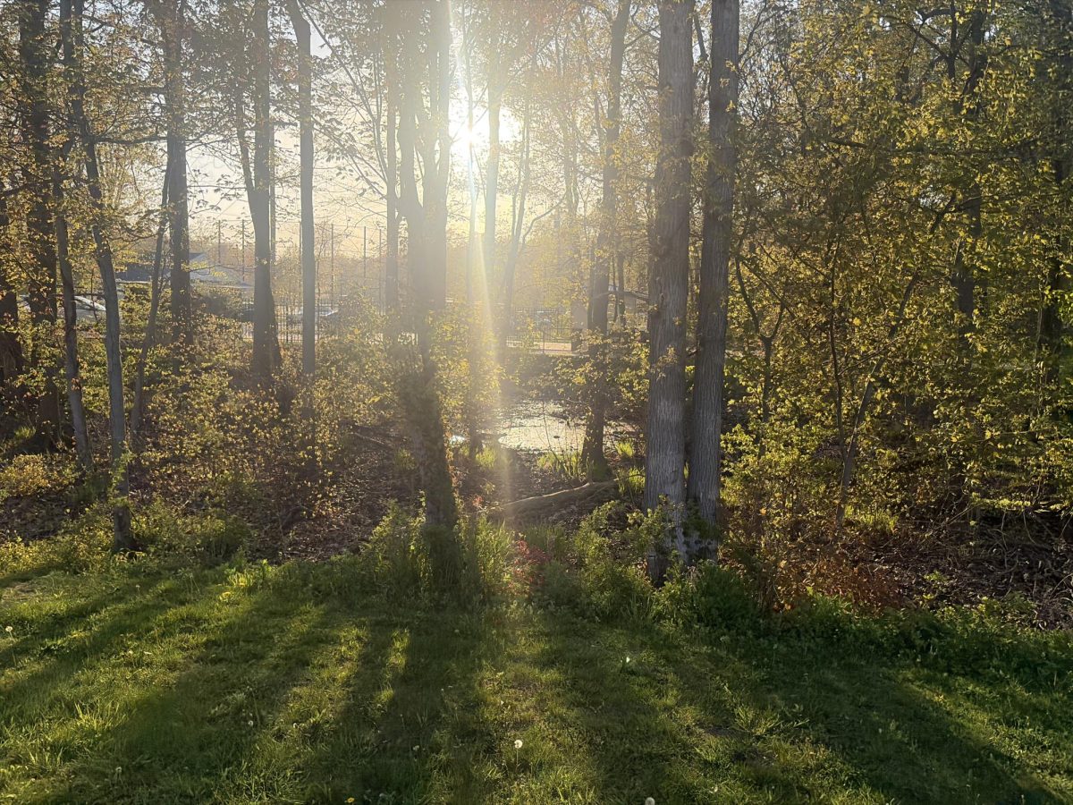 Nature: Green leaves and yellow tones stretch out from the side, catching light in a calm, natural flow, May 5, 2026. Photo courtesy: Sean Murphy.
